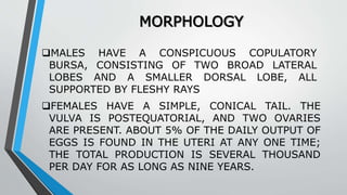 MORPHOLOGY
MALES HAVE A CONSPICUOUS COPULATORY
BURSA, CONSISTING OF TWO BROAD LATERAL
LOBES AND A SMALLER DORSAL LOBE, ALL
SUPPORTED BY FLESHY RAYS
FEMALES HAVE A SIMPLE, CONICAL TAIL. THE
VULVA IS POSTEQUATORIAL, AND TWO OVARIES
ARE PRESENT. ABOUT 5% OF THE DAILY OUTPUT OF
EGGS IS FOUND IN THE UTERI AT ANY ONE TIME;
THE TOTAL PRODUCTION IS SEVERAL THOUSAND
PER DAY FOR AS LONG AS NINE YEARS.
 