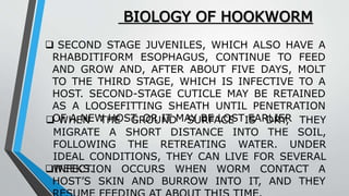 BIOLOGY OF HOOKWORM
 WHEN THE GROUND SURFACE IS DRY, THEY
MIGRATE A SHORT DISTANCE INTO THE SOIL,
FOLLOWING THE RETREATING WATER. UNDER
IDEAL CONDITIONS, THEY CAN LIVE FOR SEVERAL
WEEKS.INFECTION OCCURS WHEN WORM CONTACT A
HOST’S SKIN AND BURROW INTO IT, AND THEY
 SECOND STAGE JUVENILES, WHICH ALSO HAVE A
RHABDITIFORM ESOPHAGUS, CONTINUE TO FEED
AND GROW AND, AFTER ABOUT FIVE DAYS, MOLT
TO THE THIRD STAGE, WHICH IS INFECTIVE TO A
HOST. SECOND-STAGE CUTICLE MAY BE RETAINED
AS A LOOSEFITTING SHEATH UNTIL PENETRATION
OF A NEW HOST, OR IT MAY BE LOST EARLIER
 
