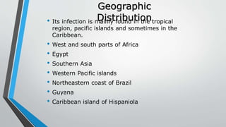 Geographic
Distribution• Its infection is mainly found in the tropical
region, pacific islands and sometimes in the
Caribbean.
• West and south parts of Africa
• Egypt
• Southern Asia
• Western Pacific islands
• Northeastern coast of Brazil
• Guyana
• Caribbean island of Hispaniola
 