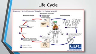 Life Cycle
 