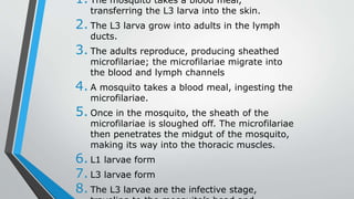 1. The mosquito takes a blood meal,
transferring the L3 larva into the skin.
2. The L3 larva grow into adults in the lymph
ducts.
3. The adults reproduce, producing sheathed
microfilariae; the microfilariae migrate into
the blood and lymph channels
4. A mosquito takes a blood meal, ingesting the
microfilariae.
5. Once in the mosquito, the sheath of the
microfilariae is sloughed off. The microfilariae
then penetrates the midgut of the mosquito,
making its way into the thoracic muscles.
6. L1 larvae form
7. L3 larvae form
8. The L3 larvae are the infective stage,
 