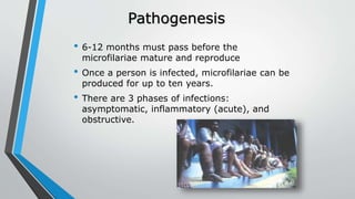 Pathogenesis
• 6-12 months must pass before the
microfilariae mature and reproduce
• Once a person is infected, microfilariae can be
produced for up to ten years.
• There are 3 phases of infections:
asymptomatic, inflammatory (acute), and
obstructive.
 