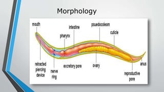 Morphology
 