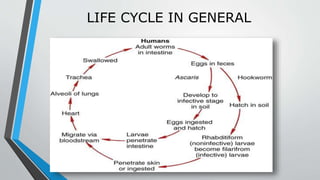 LIFE CYCLE IN GENERAL
 