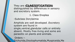 CLASSIFICATIONThey are divided into two classes
distinguished by differences in sensory
and excretory system.
1. Class Enoplea
-Subclass Dorylaimia
Amphids are well developed .Excretory
system are found in
single,ventral,glandular cells or entirely
absent. Mostly free-living and some are
parasiitic on plants and animals.
Orders –
Trichurida,Dioctophymatida,Muspiceida,Me
 