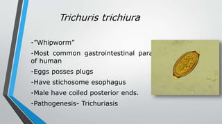Trichuris trichiura
-”Whipworm”
-Most common gastrointestinal parasites
of human
-Eggs posses plugs
-Have stichosome esophagus
-Male have coiled posterior ends.
-Pathogenesis- Trichuriasis
 
