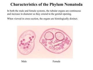 Characteristics of the Phylum Nematoda In both the male and female systems, the tubular organs are continuous and increase in diameter as they extend to the genital opening.  When viewed in cross-section, the organs are histologically distinct. Male  Female 