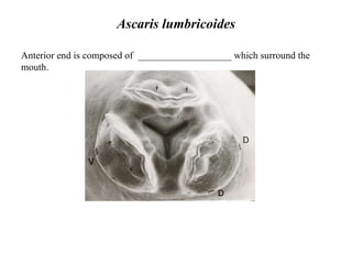 Ascaris lumbricoides Anterior end is composed of  ___________________ which surround the mouth. 