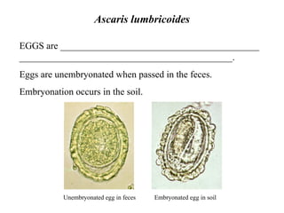 Ascaris lumbricoides EGGS are __________________________________________ _____________________________________________. Eggs are unembryonated when passed in the feces.  Embryonation occurs in the soil.    Unembryonated egg in feces  Embryonated egg in soil 