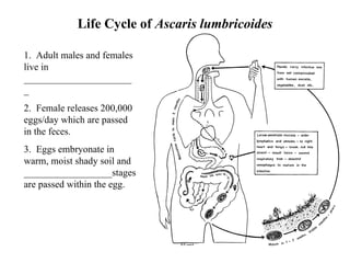 Life Cycle of  Ascaris lumbricoides 1.  Adult males and females live in _______________________ 2.  Female releases 200,000 eggs/day which are passed in the feces. 3.  Eggs embryonate in warm, moist shady soil and __________________stages are passed within the egg. 