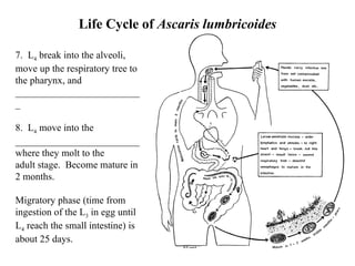 Life Cycle of  Ascaris lumbricoides 7.  L 4  break into the alveoli, move up the respiratory tree to   the pharynx, and __________________________   8.  L 4  move into the _________________________where they molt to the adult stage.  Become mature in 2 months.   Migratory phase (time from ingestion of the L 3  in egg until L 4  reach the small intestine) is about 25 days.     