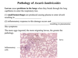 Pathology of  Ascaris lumbricoides Larvae  cause  problems in the lungs  when they break through the lung capillaries to enter the respiratory tree. (1)  small hemorrhages  are produced causing plasma to enter alveoli resulting in ________________________ (2) inflammatory response to this damage occurs and __________________ _________________________________________ resulting in pneumonia-like symptoms  The more eggs ingested, the more migrating larvae, the greater the pathology.   larva Inflammatory cells 