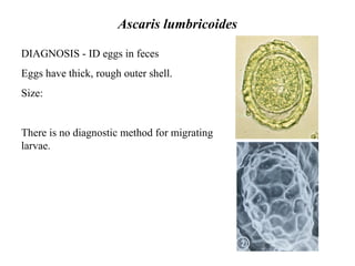 Ascaris lumbricoides DIAGNOSIS - ID eggs in feces Eggs have thick, rough outer shell. Size: There is no diagnostic method for migrating larvae.     