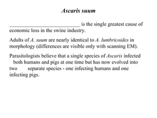 Ascaris suum ___________________________ is the single greatest cause of economic loss in the swine industry. Adults of  A. suum  are nearly identical to  A. lumbricoides  in morphology (differences are visible only with scanning EM). Parasitologists believe that a single species of  Ascaris  infected  both humans and pigs at one time but has now evolved into two  separate species - one infecting humans and one infecting pigs.        