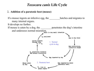Toxocara canis  Life Cycle 2 .  Addition of a paratenic host (mouse) If a mouse ingests an infective egg, the ________hatches and migrates to many internal organs.  It develops no further.  If mouse is eaten by a dog, the ________ penetrates the dog’s intestine and undergoes normal migration.   L 3 L 3 L 3 1.  Normal cycle in dog 2.  Paratenic host 
