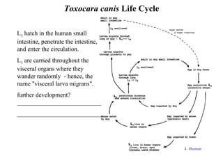 Toxocara canis  Life Cycle 4. Human  infection L 3 L 3 L 3 L 3 L 3 L 3  hatch in the human small intestine, penetrate the intestine, and enter the circulation. L 3  are carried throughout the visceral organs where they wander randomly  - hence, the name "visceral larva migrans". further development? ___________________________ ___________________________ 
