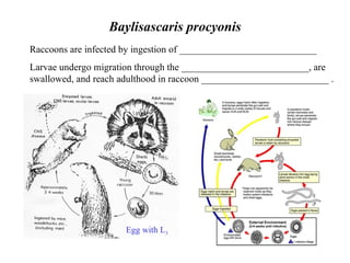 Baylisascaris procyonis Raccoons are infected by ingestion of ____________________________ Larvae undergo migration through the __________________________, are swallowed, and reach adulthood in raccoon __________________________ . Egg with L 3 