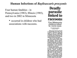 Human Infections of  Baylisascaris procyonis Four human fatalities - in Pennsylvania (1983), Illinois (1985), and two in 2002 in Minnesota occurred in children who had associations with raccoons. 