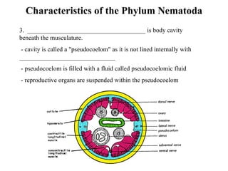 Characteristics of the Phylum Nematoda 3.  _____________________________________ is body cavity beneath the musculature.   - cavity is called a "pseudocoelom" as it is not lined internally with ______________________________   - pseudocoelom is filled with a fluid called pseudocoelomic fluid   - reproductive organs are suspended within the pseudocoelom 
