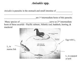 Anisakis  spp. Anisakis  is parasitic in the stomach and small intestine of ______________ ____________________________________________________________.  ____________________________are 1 st  intermediate hosts of this parasite.   Many species of __________________________serve as 2 nd  intermediate hosts of these ascarids - Pacific salmon, Atlantic cod, haddock, herring, & mackeral Egg with L 2 L 2  in copepod or krill L 3  in marine fish 