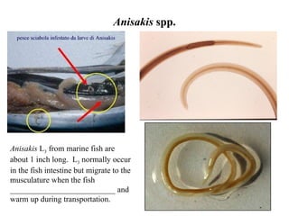 Anisakis  spp. Anisakis  L 3  from marine fish are about 1 inch long.  L 3  normally occur in the fish intestine but migrate to the musculature when the fish __________________________ and warm up during transportation.  