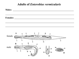 Adults of  Enterobius vermicularis  Males:  _______________________________________________________ ______________________________________________________________ Females:  ______________________________________________________ ______________________________________________________________ ______________________________________________________________   female male 