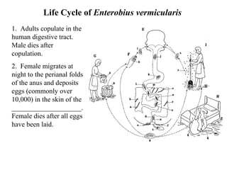 Life Cycle of  Enterobius vermicularis  1.  Adults copulate in the human digestive tract.  Male dies after copulation. 2.  Female migrates at night to the perianal folds of the anus and deposits eggs (commonly over 10,000) in the skin of the ____________________.  Female dies after all eggs have been laid. 