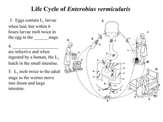 Life Cycle of  Enterobius vermicularis  3.  Eggs contain L 1  larvae when laid, but within 6 hours larvae molt twice in the egg to the ______   stage. 4. ____________________ are infective and when ingested by a human, the L 3  hatch in the small intestine. 5.  L 3  molt twice to the adult stage as the worms move into ileum and large intestine. 