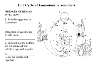 Life Cycle of  Enterobius vermicularis  METHODS OF HUMAN INFECTION: 1.  Infective eggs may be transmitted _____________ ______________________________________________ Deposition of eggs by the female causes _______________________  2. Bed clothing and bedding are contaminated with infective eggs and ingested. 3. _____________________ - eggs are inhaled and ingested. 