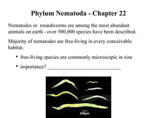 Phylum Nematoda - Chapter 22 ,[object Object],[object Object],[object Object],[object Object]