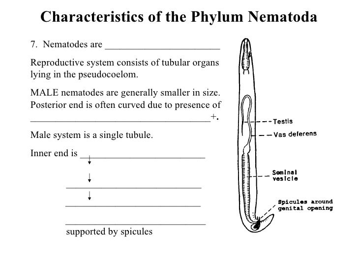 nematoda ascarids nematodes size