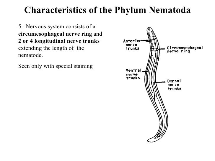 Nematoda Ascarids