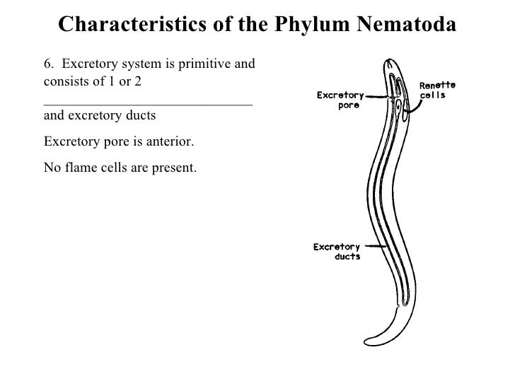 Nematoda Ascarids