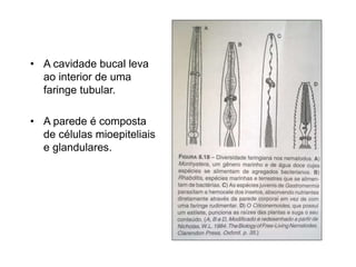 • A cavidade bucal leva 
ao interior de uma 
faringe tubular. 
• A parede é composta 
de células mioepiteliais 
e glandulares. 
 