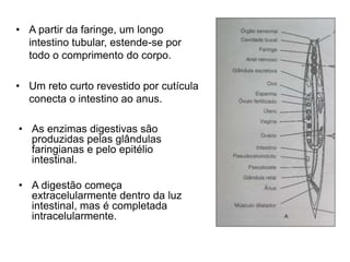 • A partir da faringe, um longo 
intestino tubular, estende-se por 
todo o comprimento do corpo. 
• Um reto curto revestido por cutícula 
conecta o intestino ao anus. 
• As enzimas digestivas são 
produzidas pelas glândulas 
faringianas e pelo epitélio 
intestinal. 
• A digestão começa 
extracelularmente dentro da luz 
intestinal, mas é completada 
intracelularmente. 
 