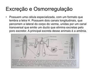Excreção e Osmorregulação 
• Possuem uma célula especializada, com um formato que 
lembra a letra H. Possuem dois canais longitudinais, que 
percorrem a lateral do corpo do verme, unidas por um canal 
transversal que emite um ducto que elimina excretas pelo 
poro excretor. A principal excreta desse animais é a amônia. 
 