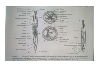 Sistema nervoso 
• Localizado dentro da faringe e do intestino posterior. 
• Cérebro anel nervoso circunfarigiano; 
• Possuem dois cordões nervosos: Dorsal e ventral. 
• Dorsal: Responsável pela função motora. 
• Ventral: sensorial e motora, sendo considerada a mais 
importante. 
 