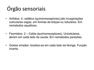 Órgão sensoriais 
• Anfidios: 2- cefálico (quimiorreceptores),são invaginações 
cuticulares cegas, em formas de bolças ou tubulares. Em 
nematodos aquáticos. 
• Fasmidios: 2 – Calda (quimiorreceptores), Unicelulares, 
abrem em cada lado da cauda. Em nematodos parasitas. 
• Ocelos simples: localiza-se em cada lado da faringe. Função 
incerta. 
 
