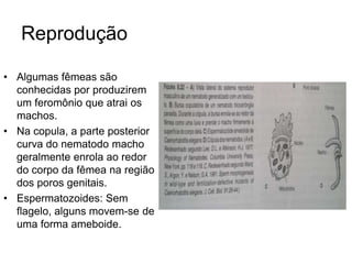 Reprodução 
• Algumas fêmeas são 
conhecidas por produzirem 
um feromônio que atrai os 
machos. 
• Na copula, a parte posterior 
curva do nematodo macho 
geralmente enrola ao redor 
do corpo da fêmea na região 
dos poros genitais. 
• Espermatozoides: Sem 
flagelo, alguns movem-se de 
uma forma ameboide. 
 