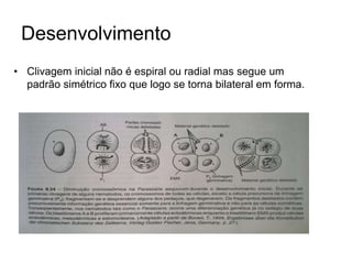 Desenvolvimento 
• Clivagem inicial não é espiral ou radial mas segue um 
padrão simétrico fixo que logo se torna bilateral em forma. 
 