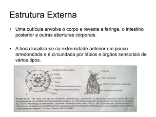 Estrutura Externa 
• Uma cutícula envolve o corpo e reveste a faringe, o intestino 
posterior e outras aberturas corporais. 
• A boca localiza-se na extremidade anterior um pouco 
arredondada e é circundada por lábios e órgãos sensoriais de 
vários tipos. 
 