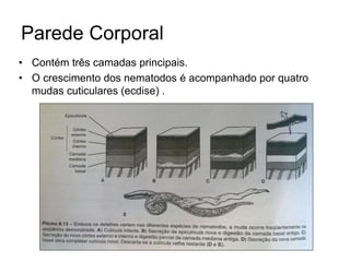 Parede Corporal 
• Contém três camadas principais. 
• O crescimento dos nematodos é acompanhado por quatro 
mudas cuticulares (ecdise) . 
 