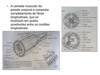 • A camada muscular da 
parede corporal e composta 
completamente de fibras 
longitudinais, que se 
localizam em quatro 
quadrantes entre os cordões 
longitudinais. 
 