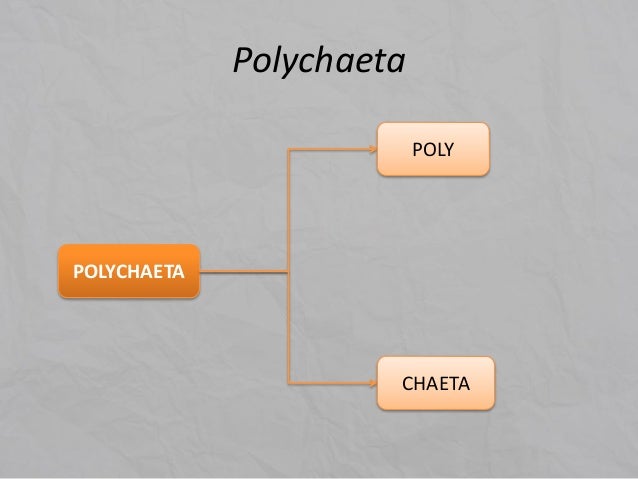 Nematoda dan annelida
