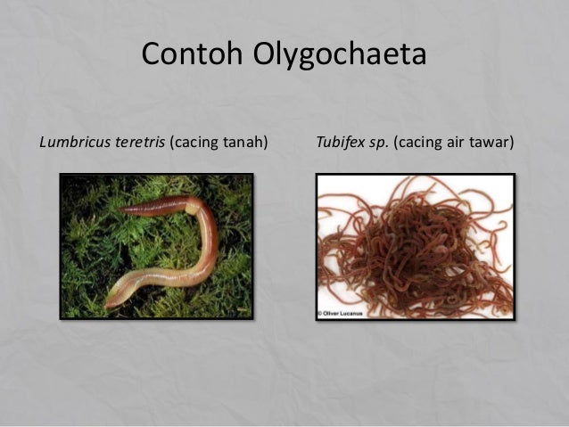 Nematoda dan annelida Nematoda dan annelida