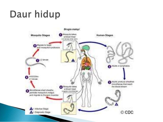 Nematoda darah dan jaringan