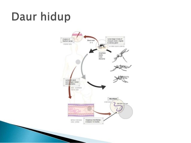 Nematoda darah dan jaringan