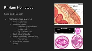 Phylum Nematoda
Form and Function
- Distinguishing features
- Cylindrical shape
- Cuticle (collagen)
- Secreted by hypodermis
(epidermis)
- Hypodermal cords
- Lack cilia and flagella
- Longitudinal body muscles only
- Four bands
- Hydrostatic skeleton
- Eutely
 
