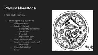 Phylum Nematoda
Form and Function
- Distinguishing features
- Cylindrical shape
- Cuticle (collagen)
- Secreted by hypodermis
(epidermis)
- Syncytial
- Hypodermal cords
- Lack cilia and flagella
- Longitudinal body muscles only
- Four bands
- Hydrostatic skeleton
- Eutely
 