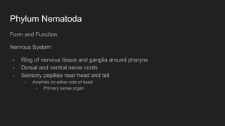 Phylum Nematoda
Form and Function
Nervous System
- Ring of nervous tissue and ganglia around pharynx
- Dorsal and ventral nerve cords
- Sensory papillae near head and tail
- Amphids on either side of head
- Primary sense organ
 